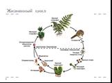 Систематика высших растений Слайд: 31