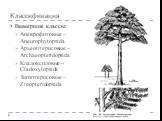 Вымершие классы: Аневрофитовые – Aneurophytopsida Археоптерисовые – Archaeopteridopsida Кладоксиловые – Cladoxylopsida Зигоптерисовые – Zigopteridopsida