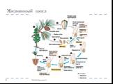 Систематика высших растений Слайд: 36