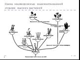 Схема эволюционных взаимоотношений отделов высших растений
