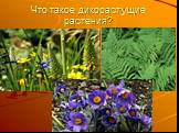 Что такое дикорастущие растения?