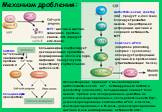 Цитостатический фактор (CSF, продукт с-mos гена) блокирует развития мейоза, предотвращая деградацию циклина и сохраняя активность MPF. Комплекс APC/C (anaphase promoting complex / cyclosome) опосредует деградацию циклина-В в протеосомах (убиквитинизация белка). MPF: циклин и циклин-зависимая протеин