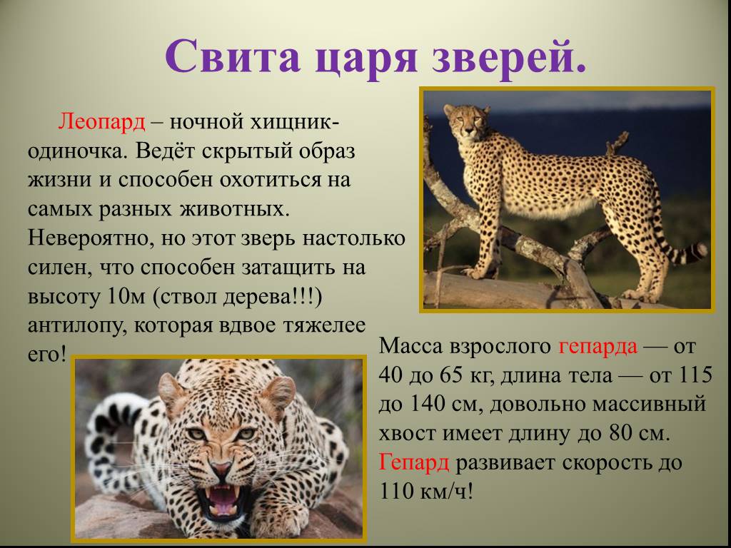 Хищные презентация 7 класс