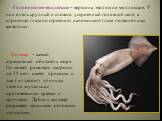 Головоногие моллюски – вершина эволюции моллюсков. У них очень крупный и сложно устроенный головной мозг, а огромные глаза по строению напоминают глаза позвоночных животных. Кальмар – самый агрессивный обитатель моря. Он может развивать скорость до 55 км/ч, имеет присоски и два ( из десяти) длинных 