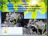 Галянтусы Галянтус называют словом «подснежник», которым именуют в России множество весеннецветущих растений.