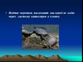 Водные черепахи извлекают кислород из воды через систему капилляров в клоаке.