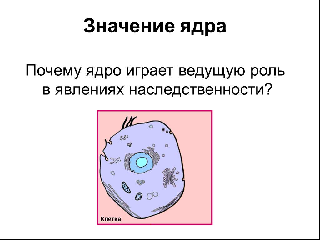 Какое значение ядра в жизнедеятельности клетки. Значение ядра. Формы ядра. Значение ядрышка.