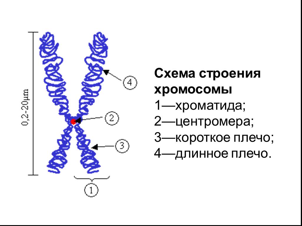 Хроматид в ядре. Схема строения хромосомы. Строение хромосомы эукариотической клетки. Хромосомы строение и функции рисунок. Строение хромосомы и ее функции таблица.