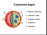 1 - Ядерная оболочка 2 - ядерные поры 3 - Ядерная плазма 4 - Ядрышко.. 5 - Хроматин. Строение ядра