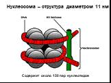 Нуклеосома – структура диаметром 11 нм. Содержит около 150 пар нуклеотидов