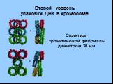 Второй уровень упаковки ДНК в хромосоме. Структура хроматиновой фибриллы диаметром 30 нм