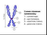 Схема строения хромосомы 1—хроматида; 2—центромера; 3—короткое плечо; 4—длинное плечо.