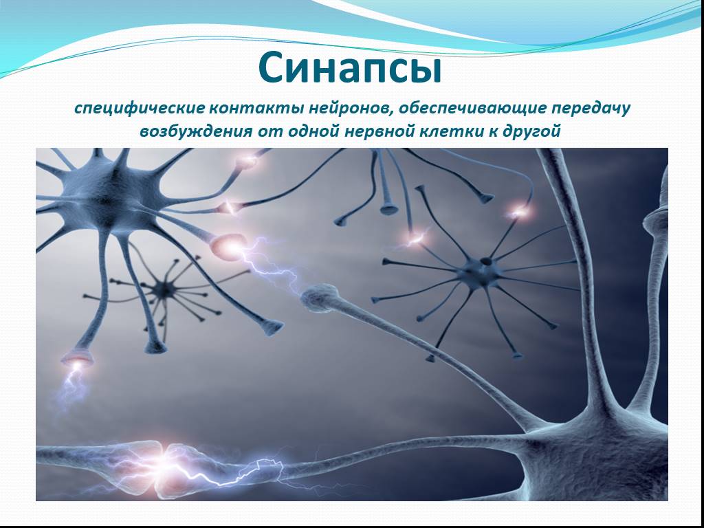 Примеры нервных клеток. Нервная система Нейрон. Нервная ткань ткань синапс. Строение нейрона и синапса. Синапс нервной клетки.