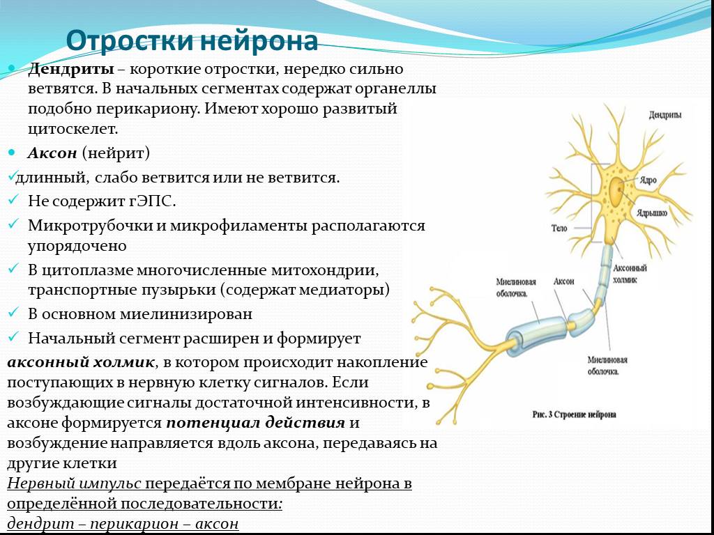 Нервные узлы и нейрон. Строение нерва дендрит. Функции дендритов нейрона. Строение и функции отростки нейрона Аксон. Строение и функции отростки нейрона Аксон дендрит.