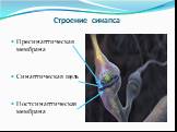 Строение синапса. Пресинаптическая мембрана Синаптическая щель Постсинаптическая мембрана
