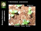 7. Вегетативное размножение. Организмы: высшие растения. бриофиллум