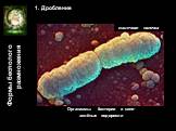 1. Дробление. Организмы: бактерии и сине-зелёные водоросли. кишечная палочка