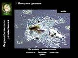 2. Бинарное деление. Организмы: одноклеточные эукариоты (растения, животные, грибы). амёба