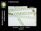 6. Фрагментация дождевой червь. Организмы: тип кольчатые черви. Организмы: нитчатые зелёные водоросли. спирогира