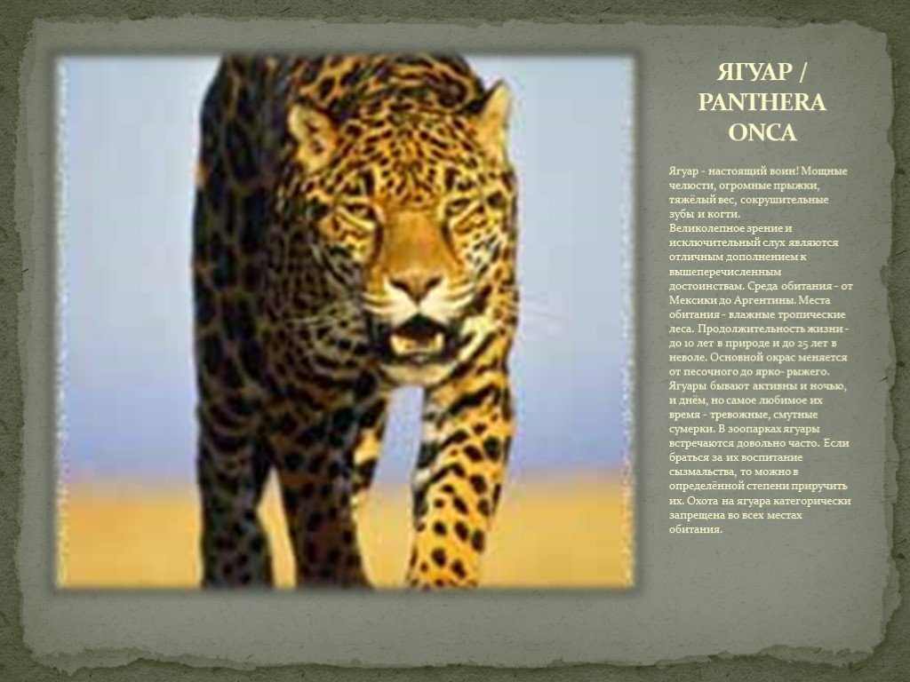 Научный текст про ягуара. Ягуар энциклопедия. Ягуар описание. Доклад про ягуара. Ягуар животное описание.