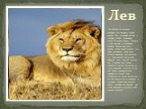 Лев. Лев обитает на открытых равнинах. Его называют царём зверей. Лев - огромный хищник, с сильным, гибким, подвижным телом. Он хорошо бегает. Челюсти у льва мощные, с огромными клыками. Хватка льва лишь одними зубами очень сильная. Он может удерживать даже таких больших животных, как антилопа гну. 