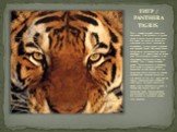 ТИГР / PANTHERA TIGRIS. Тигр - самый крупный среди всех кошачьих. Они обитают в густых лесах и часто селятся около воды. Ни река, ни озеро не являются преградой для тигра, который не испытывает страха перед глубокой или текущей водой. Во время обеда тигры часто располагаются около водоёмов, т.к. мно