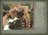 ЛЕОПАРД / PANTHERA PARDUS. Обычные места обитания леопардов - это лесные пространства Центральной и Южной Африки, тропические леса Азии и горы, вплоть до покрытых снегом вершин. Благодаря своей пятнистой шкуре леопард почти незаметен в лесу. Леопард - очень опытный охотник не только у себя дома на д