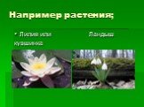 Например растения; Лилия или Ландыш кувшинка