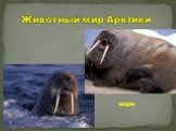 Животный мир Арктики. морж