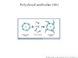 Polyclonal antibodies (Ab). www.abbottdiagnostics.com/Science/pdf/learning_immunoassay_01.pdf