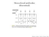 Monoclonal antibodies (theoretical). Monoclonal Antibodies: A Manual of Techniques. HZola