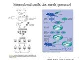 Monoclonal antibodies (mAb) protocol. www.abbottdiagnostics.com/Science/pdf/learning_immunoassay_01.pdf Monoclonal Antibodies: A Manual of Techniques. HZola