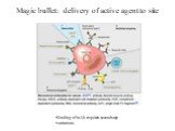 Magic bullet: delivery of active agent to site. Binding of mAb requires second step variations