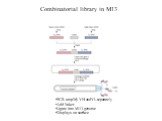 Combinatorial library in M13. PCR amplify VH and VL separately Add linker Ligate into M13 genome Displays on surface