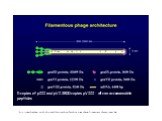 http://www.biochem.unizh.ch/plueckthun/teaching/Teaching_slide_shows/filamentous_phages/index.htm. 5 copies of pIII and pVI 2800 copies pVIII - all can accommodate peptides