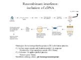 Recombinant interferon: isolation of cDNA. Strategies for isolating either the genes or cDNAs for human proteins 1) Isolate target protein and determine partial AAc sequence Synthesize oligo as probe to screen cDNA library 2) Generate Ab against purified proteins Screen gene library Interferon strat