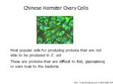 http://dept.kent.edu/projects/cell/IMAGES3.HTM. Chinese Hamster Ovary Cells. Most popular cells for producing proteins that are not able to be produced in E. coli These are proteins that are difficult to fold, glycosylated, or even toxic to the bacteria