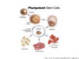 http://www.csa.com/discoveryguides/stemcell/images/pluri.jpg