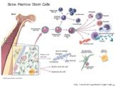 http://www4.od.nih.gov/stemcell/figure2cropbig.gif. Bone Marrow Stem Cells Mesenchymal
