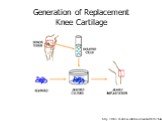 http://txtell.lib.utexas.edu/stories/media/t0003-2.html. Generation of Replacement Knee Cartilage