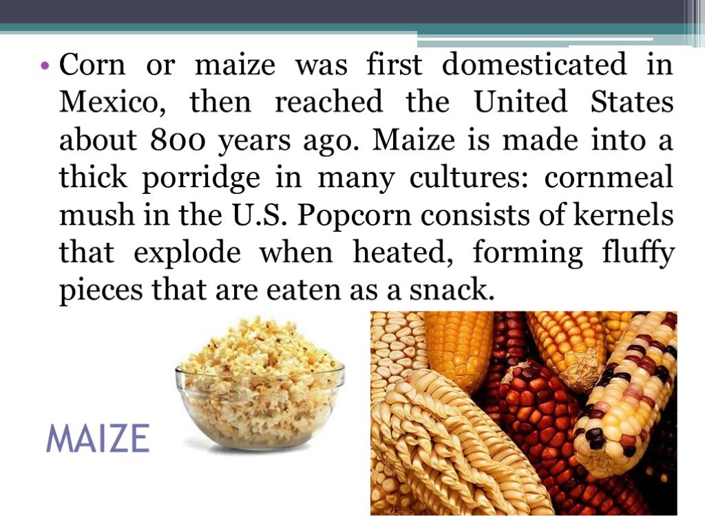 Domesticated перевод. Maize Corn разница. Corn or Maize. Maize перевод.