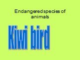 Endangered species of animals Kiwi bird