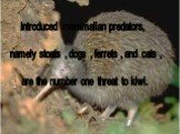 Introduced mammalian predators, namely stoats , dogs , ferrets , and cats , are the number one threat to kiwi.