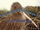 All kinds of kiwi have strong legs and tetradigitate long, narrow beak with nostrils at the tip