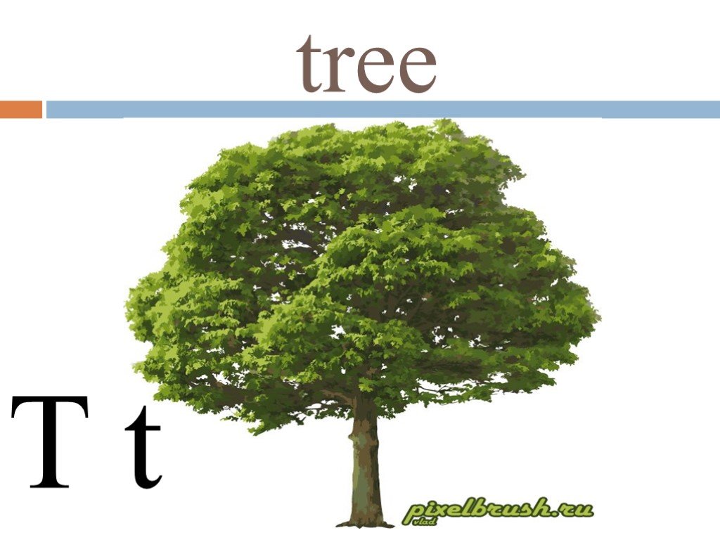 Tree на русском языке. Дерево t. Tree картинка на английском. Карточки деревья на английском. Tree карточка на английском.
