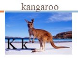kangaroo K k