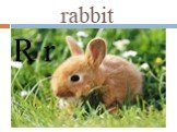 rabbit R r
