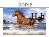 horse H h