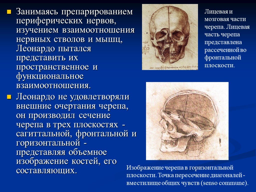 Фронтальное сечение черепа. Леонардо производил сечение черепа в трех плоскостях. Горизонтальное сечение черепа. Исследование лицевого.