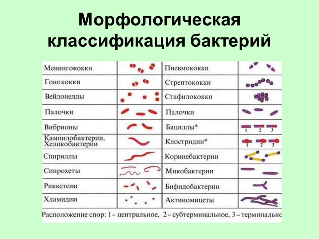 Три группы бактерий. Морфологические формы бактерий таблица. Морфологическая классификация бактерий микробиология. Классификация микроорганизмов по морфологии. Классификации патогенных микроорганизмов микробиология.